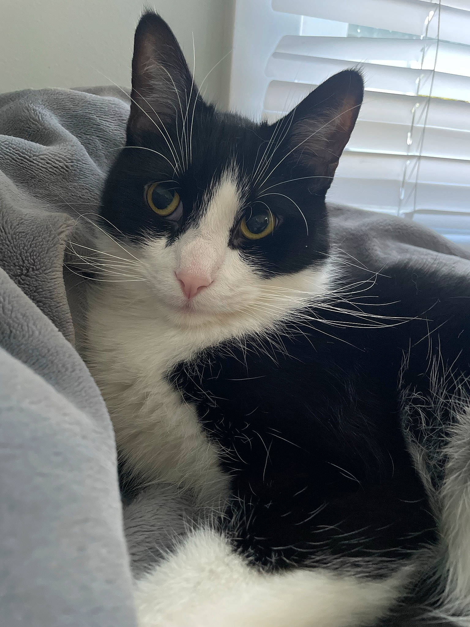 Case is registered to the contest to win money with this photo: carnivore, cat, comfort, domestic_short_haired_cat, eye, felidae, fur, head, monochrome_photography, paw, small_to_medium_sized_cats, snout, tail, whiskers, window, window_blind