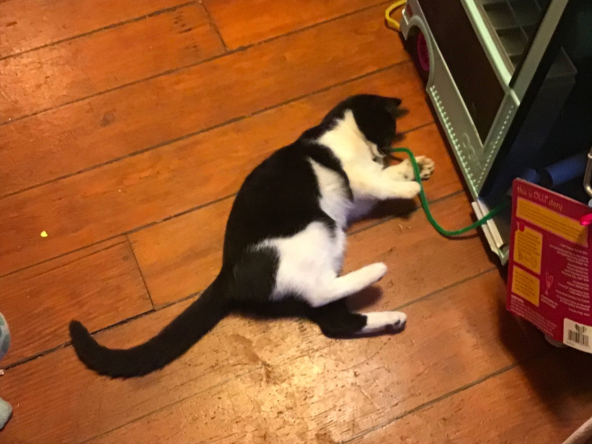 Finn is registered to the contest to win money with this photo: black_cat, canidae, carnivore, cat, felidae, floor, flooring, hardwood, small_to_medium_sized_cats, tail, whiskers, wood