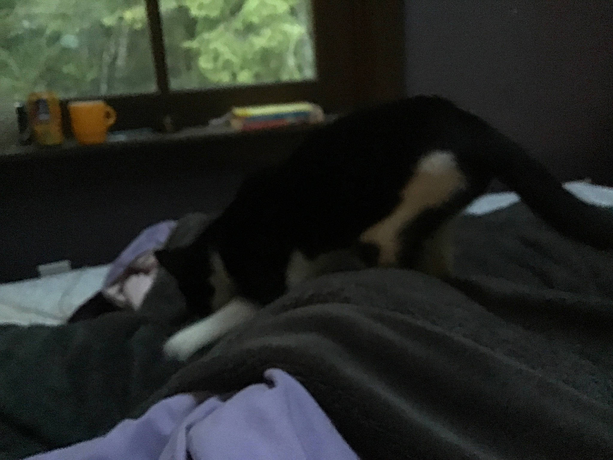 Finn is registered to the contest to win money with this photo: bed, black, boston_terrier, canidae, carnivore, comfort, dog, dog_breed, felidae, furniture, nap, non_sporting_group, room, whiskers