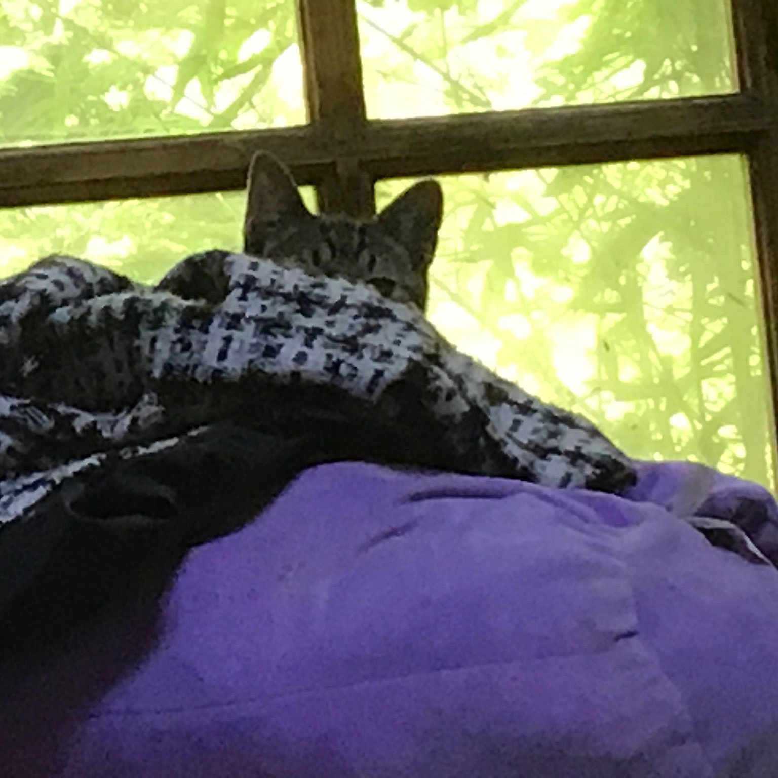 Stripes joined the competition — help win amazing prizes! bed, bed_sheet, bedding, bedroom, furniture, leaf, linens, nap, plant, purple, room, textile, tree