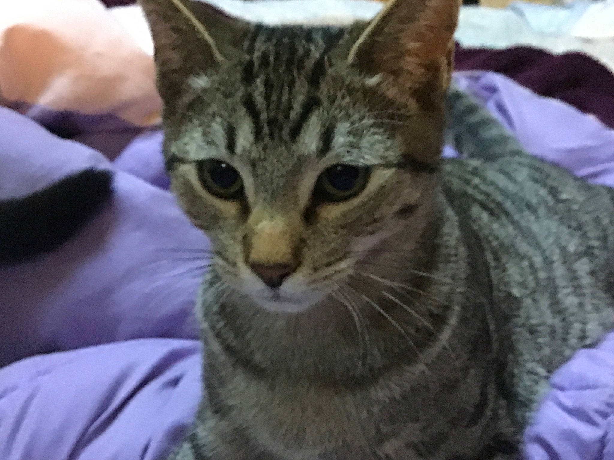 Stripes is registered to the contest to win money with this photo: aegean_cat, american_shorthair, arabian_mau, asian, australian_mist, california_spangled, carnivore, cat, domestic_short_haired_cat, dragon_li, egyptian_mau, european_shorthair, felidae, mammal, ocicat, pixie_bob, small_to_medium_sized_cats, tabby_cat, vertebrate, whiskers