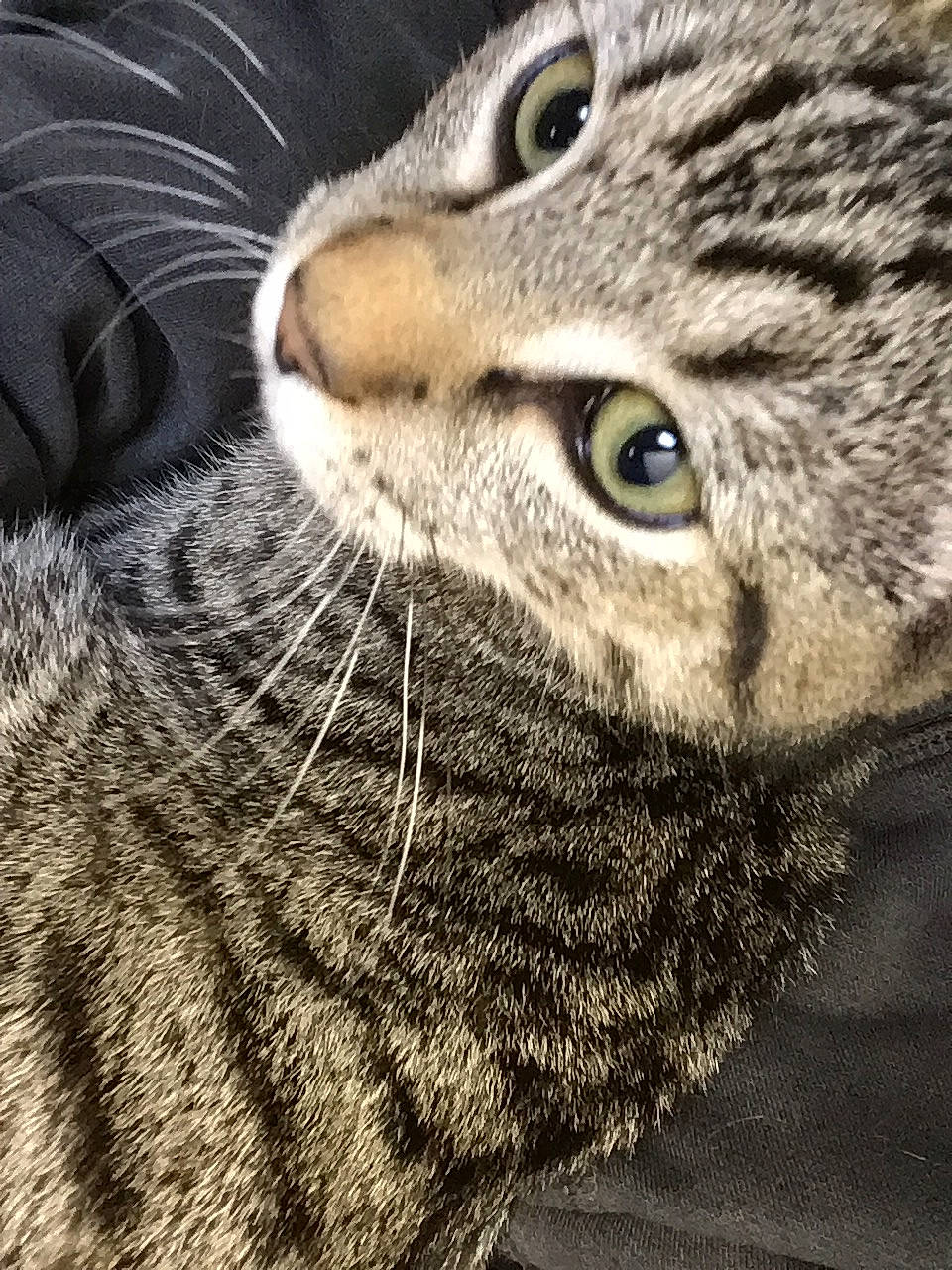 Stripes joined the competition — help win amazing prizes! american_shorthair, asian, california_spangled, carnivore, cat, close_up, domestic_short_haired_cat, dragon_li, egyptian_mau, european_shorthair, eye, felidae, fur, mammal, photography, small_to_medium_sized_cats, snout, tabby_cat, whiskers, wildlife