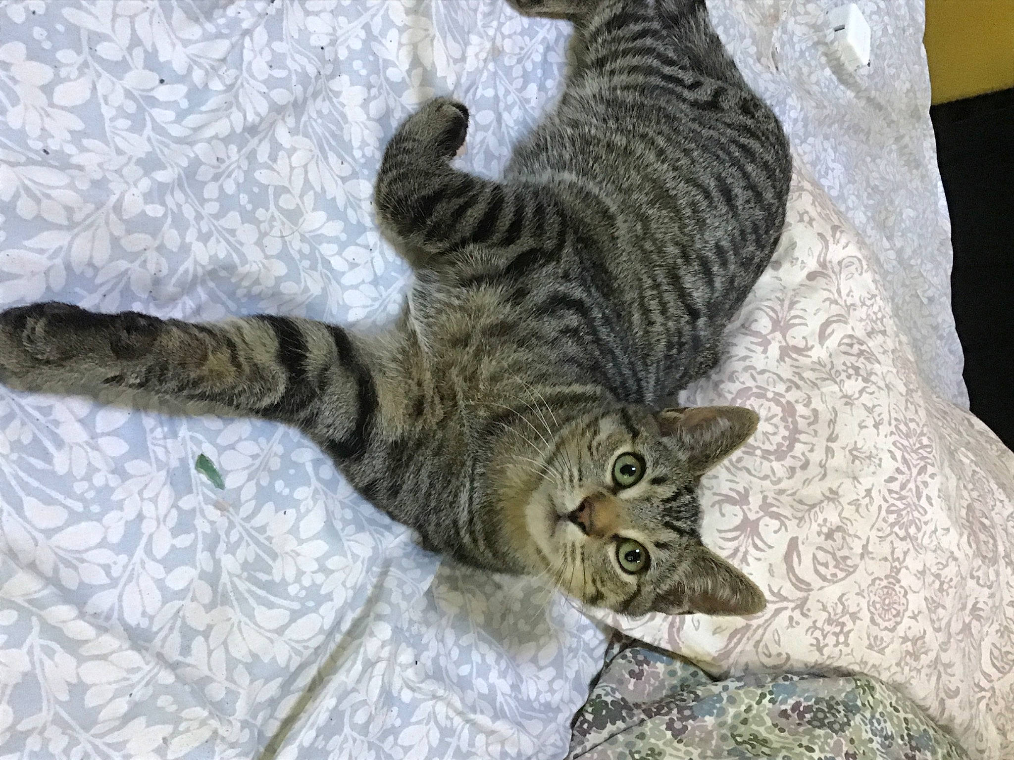 Stripes joined the competition — help win amazing prizes! asian, california_spangled, carnivore, cat, domestic_short_haired_cat, dragon_li, egyptian_mau, european_shorthair, felidae, german_rex, mammal, ocicat, pixie_bob, small_to_medium_sized_cats, tabby_cat, tail, toyger, vertebrate, whiskers, wild_cat