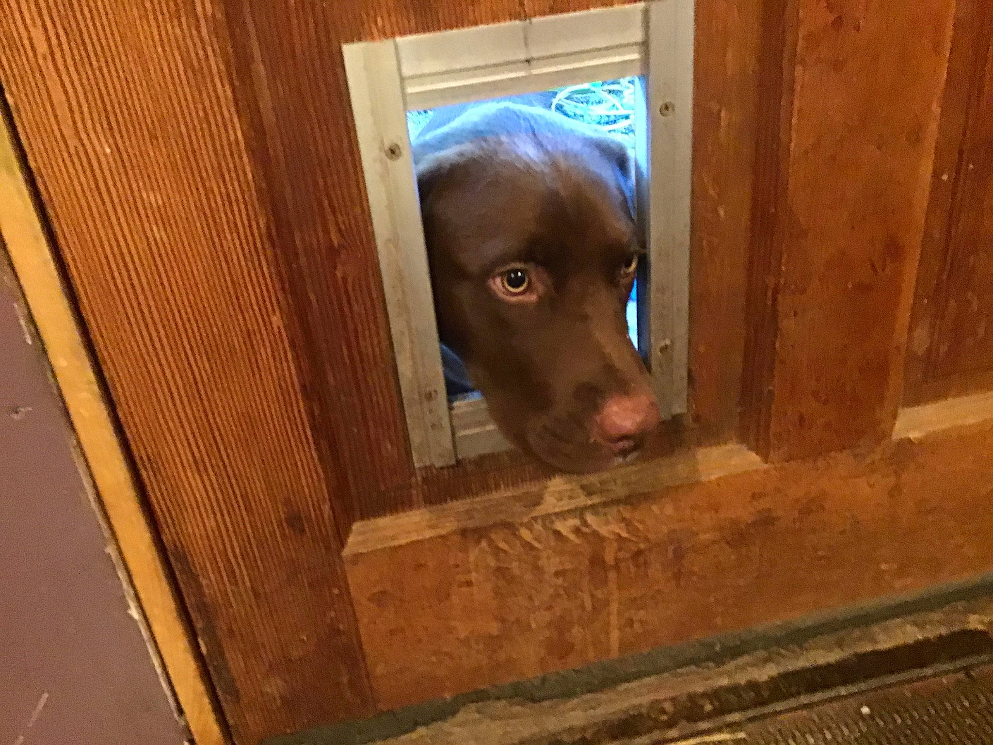 Jake is registered to the contest to win money with this photo: canidae, carnivore, dog, dog_breed, liver, pointing_breed, retriever, sporting_group, vizsla, weimaraner, wood