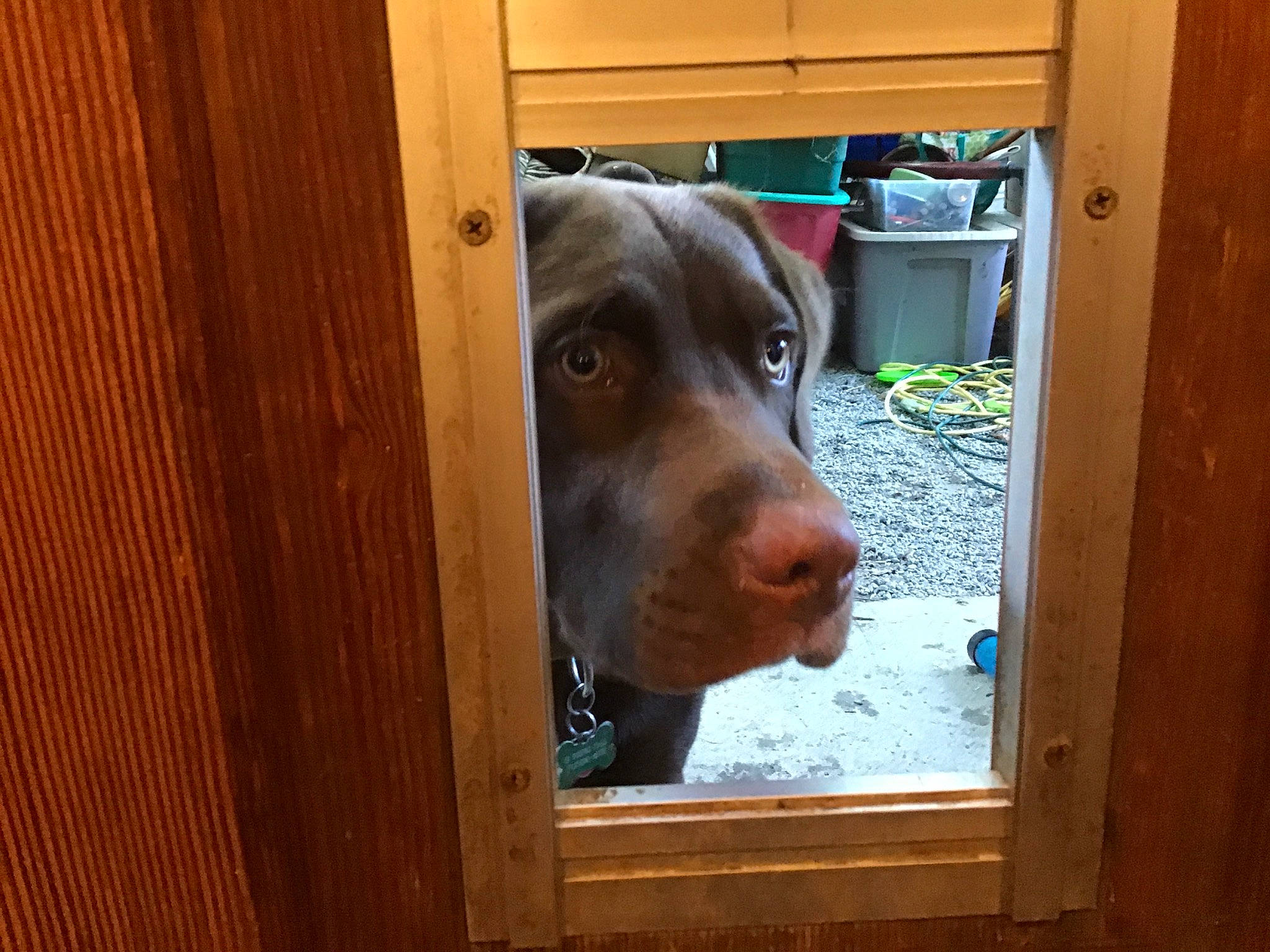 Jake is registered to the contest to win money with this photo: canidae, carnivore, dog, dog_breed, fawn, mammal, pointing_breed, snout, sporting_group, vertebrate, vizsla, weimaraner