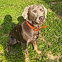 Duke joined the competition — help win amazing prizes! dog, brown_dog, orange_collar, grass, greenery, outdoor, sunlight, shadow, pet, animal, canine, nature, yellow_flowers, sitting, alert, daylight, fur, ears, nose, paws