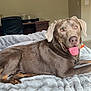 Duke is registered to the contest to win money with this photo: dog, brown_coat, tongue_out, lying_down, blanket, indoor, carpet, desk, chair, door, relaxed, pet, animal, fur, collar, home, comfortable, light, room, happy