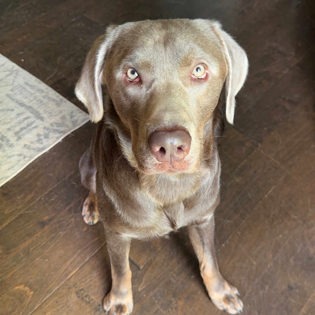 Duke