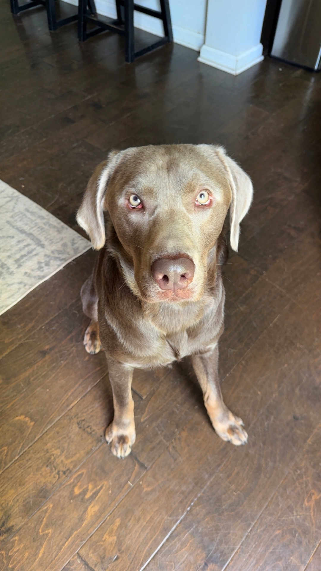 Duke