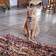 Caramel a rejoint le concours — aidez-le/la à gagner de superbes lots ! cat, ginger_cat, indoor, floor, rug, tile_floor, furniture, cabinet, chair, plant, collar, pet, animal, domestic_cat, looking_at_camera, sitting, home, cozy, quiet, calm