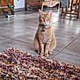 cat, ginger_cat, indoor, floor, rug, tile_floor, furniture, cabinet, chair, plant, collar, pet, animal, domestic_cat, looking_at_camera, sitting, home, cozy, quiet, calm