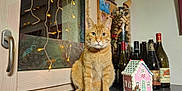 Caramel participe au concours pour gagner de l'argent avec cette photo : cat, orange_tabby, kitchen_counter, wine_bottles, gingerbread_house, fairy_lights, window, indoor, decorations, wooden_cabinet, glass_jar, cork_stoppers, cozy, festive, domestic_cat, animal, pet, tabletop, still_life, ornament