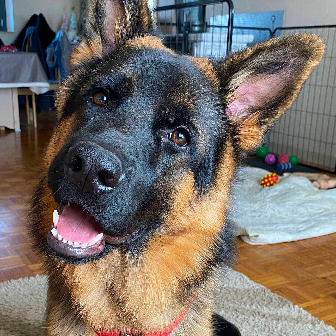 Vimo participe au concours pour gagner de l'argent avec cette photo : animal, canine, carpet, closeup, dog, dog_bed, domestic, ears, floor, fur, german_shepherd, happy, head_tilt, indoor, pet, portrait, red_harness, smiling, toy, wooden_floor