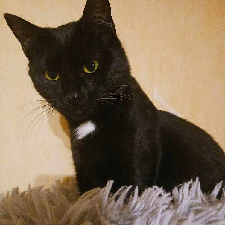 Diablo a rejoint le concours — aidez-le/la à gagner de superbes lots ! abyssinian, animal, blackcat, cat, egyptiancat, manx, pet