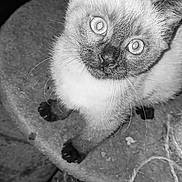 Nougat participe au concours pour gagner de l'argent avec cette photo : cat, kitten, pet, animal, feline, close_up, black_and_white, cute, curious, whiskers, ears, eyes, fur, indoor, cat_tree, texture, playful, young, looking_up, domestic_animal