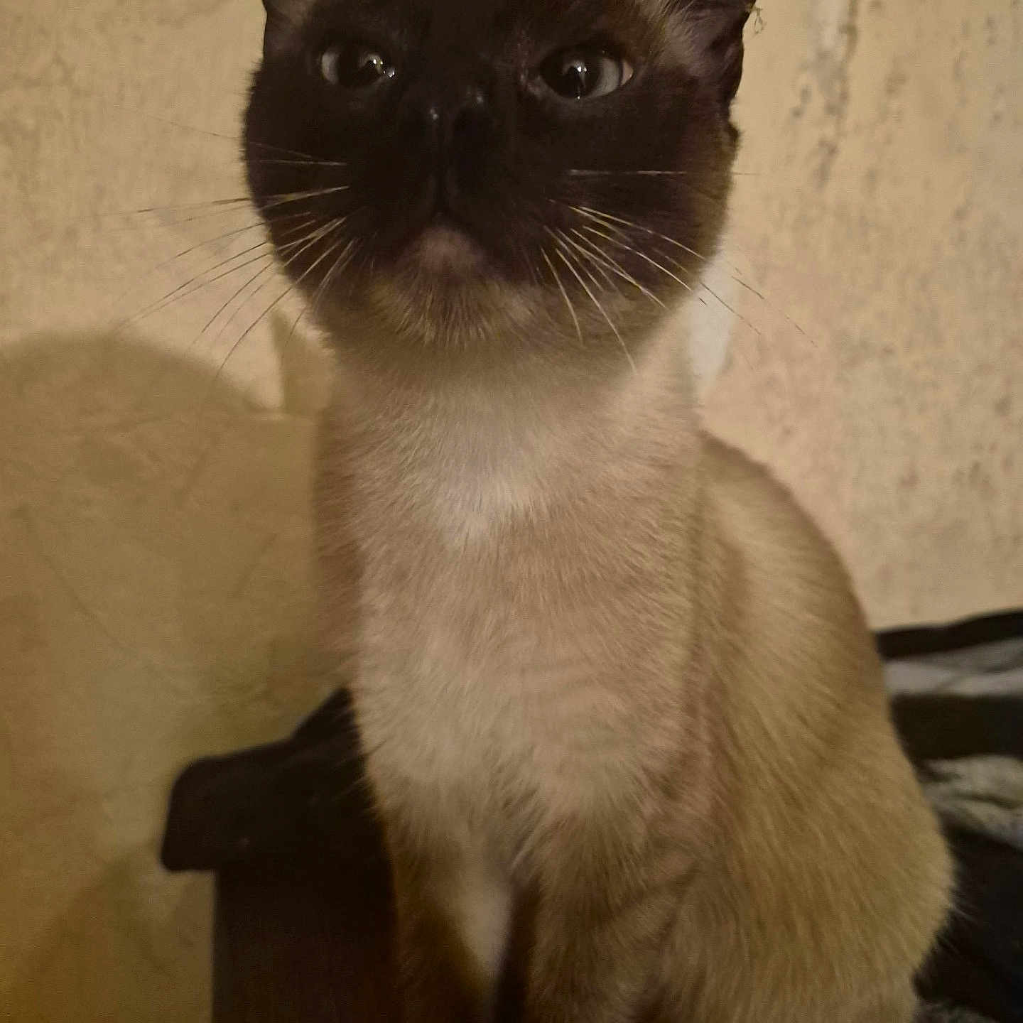 Nina