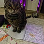 cat, tabby, pet, animal, coloring_book, flower, art, indoor, carpet, tile_floor, water_bowl, furniture, purple_light, whiskers, curious, sitting, close_up, eyes, floor, relaxed