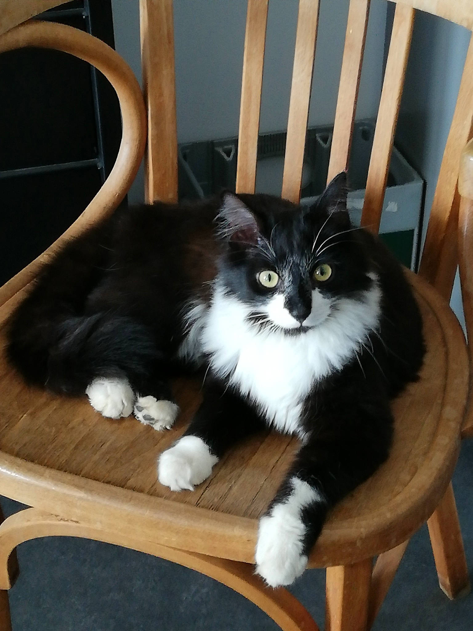 Touffu participe au concours pour gagner de l'argent avec cette photo : british_longhair, carnivore, cat, cat_supply, chair, comfort, domestic_short_haired_cat, felidae, fur, hardwood, mammal, outdoor_furniture, sitting, small_to_medium_sized_cats, table, tail, whiskers, window, wood, wood_stain