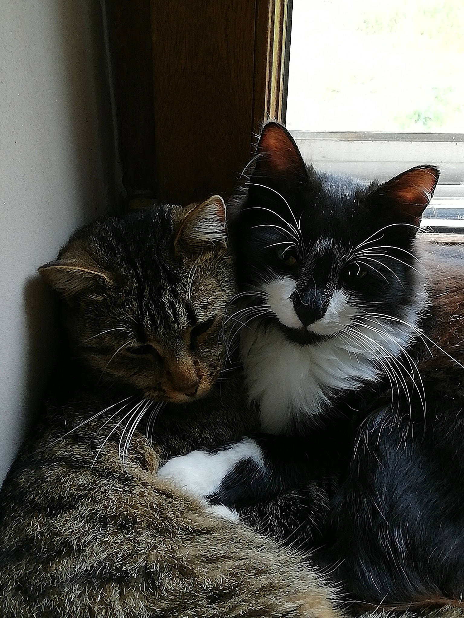 Touffu a rejoint le concours — aidez-le/la à gagner de superbes lots ! carnivore, cat, claw, comfort, curtain, domestic_short_haired_cat, door, felidae, fur, grey, monochrome, monochrome_photography, paw, sitting, small_to_medium_sized_cats, snout, tail, tree, whiskers, window