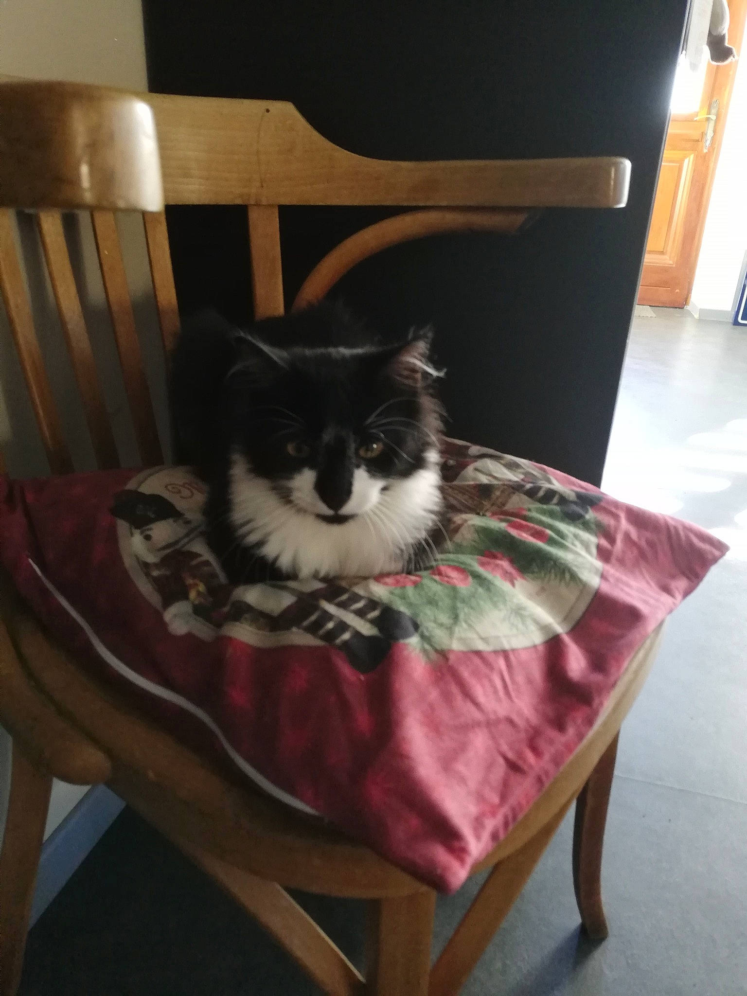 Touffu a rejoint le concours — aidez-le/la à gagner de superbes lots ! basket, box, carnivore, cat, cat_supply, chair, comfort, companion_dog, felidae, floor, flooring, fur, furniture, hardwood, pet_supply, small_to_medium_sized_cats, table, tail, whiskers, wood