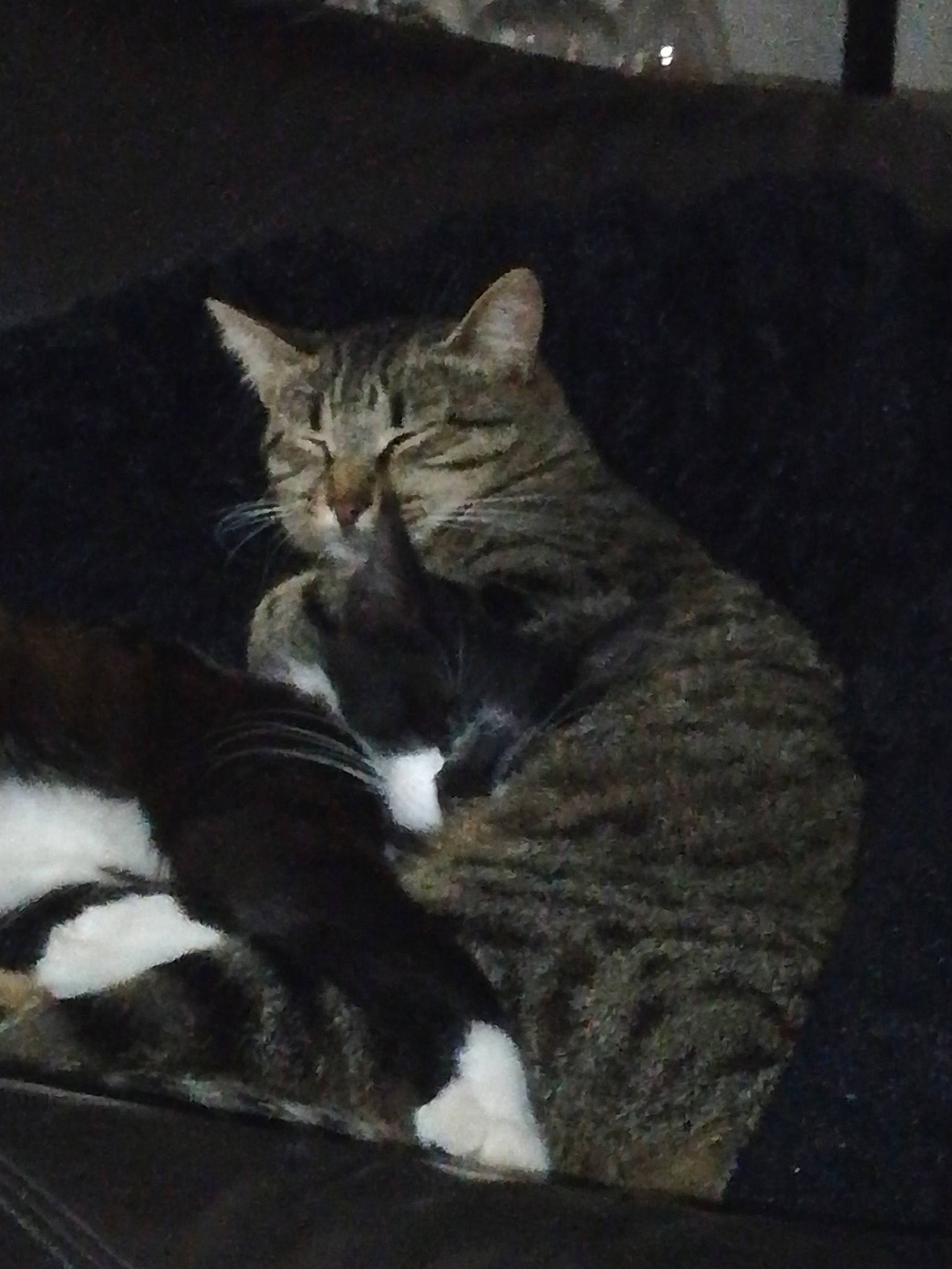 Touffu a rejoint le concours — aidez-le/la à gagner de superbes lots ! carnivore, cat, claw, comfort, darkness, domestic_short_haired_cat, felidae, fur, grey, paw, sitting, small_to_medium_sized_cats, snout, tail, terrestrial_animal, tree, whiskers