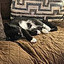 Jax joined the competition — help win amazing prizes! animal, black_and_white, cat, comfort, couch, cozy, domestic, feline, fur, home, indoor, paw, pet, pillow, quiet, quilted, relaxation, resting, sleeping, whiskers