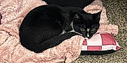 Jax joined the competition — help win amazing prizes! animal, black_and_white, blanket, carpet, cat, cozy, cute, domestic, floor, fur, furniture, home, indoor, lying_down, pet, pillow, relaxed, resting, sleepy, small