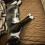 Jax joined the competition — help win amazing prizes! animal, black_and_white, cat, couch, cozy, domestic, feline, fur, home, indoor, mammal, paw, pet, pillow, quilted_couch, relaxed, remote_control, resting, sleeping, whiskers