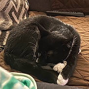 Jax is registered to the contest to win money with this photo: black_and_white, brown, cat, close_up, comfortable, cozy, curled_up, domestic, fur, indoor, paws, pet, pillow, quilted, relaxing, remote_control, resting, sleeping, sofa, whiskers