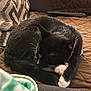 black_and_white, brown, cat, close_up, comfortable, cozy, curled_up, domestic, fur, indoor, paws, pet, pillow, quilted, relaxing, remote_control, resting, sleeping, sofa, whiskers