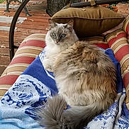 Luci Lou is registered to the contest to win money with this photo: cat, fluffy, long_hair, blue_eyes, gray_fur, white_fur, pet, animal, sitting, lounging, blanket, cushion, striped, outdoor, deck, patio, tree, garden, furniture, portrait