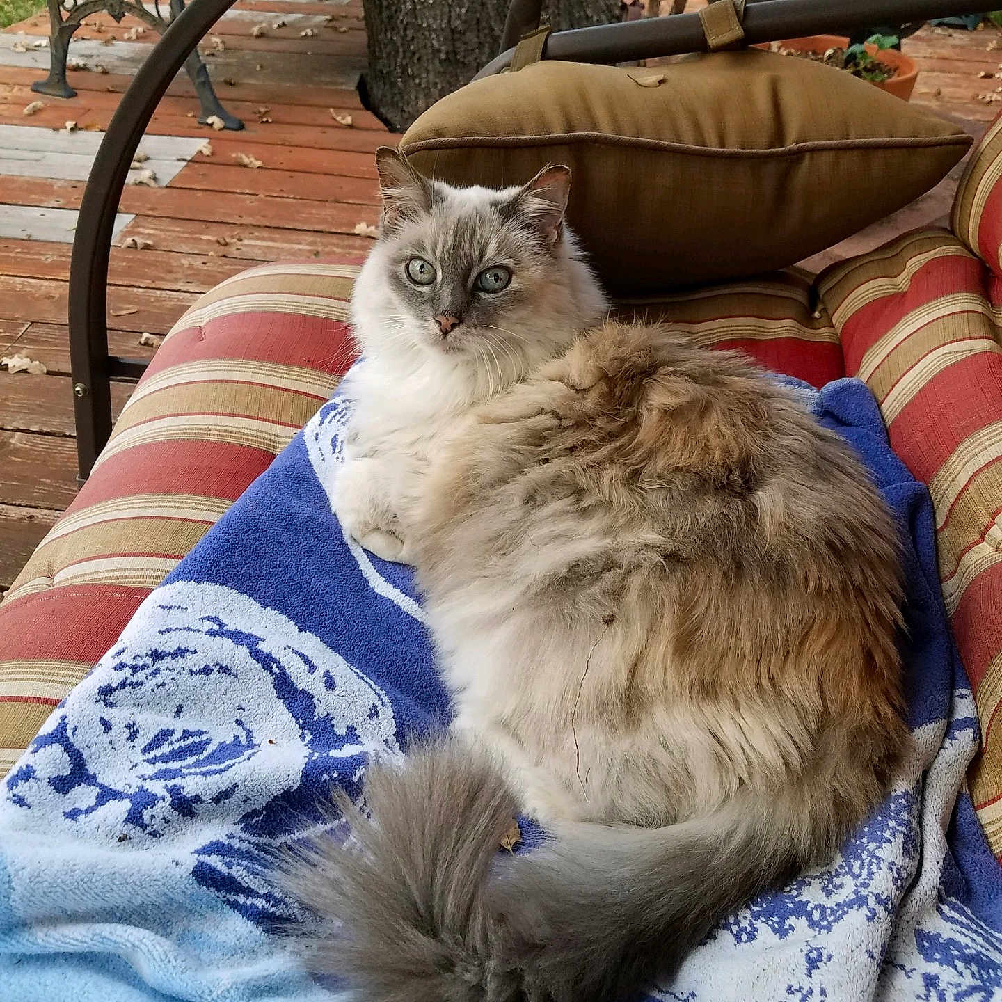 Luci Lou is registered to the contest to win money with this photo: cat, fluffy, long_hair, blue_eyes, gray_fur, white_fur, pet, animal, sitting, lounging, blanket, cushion, striped, outdoor, deck, patio, tree, garden, furniture, portrait