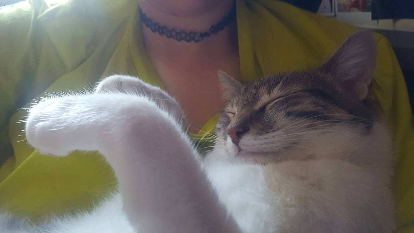 Pila a rejoint le concours — aidez-le/la à gagner de superbes lots ! aegean_cat, carnivore, cat, domestic_long_haired_cat, domestic_short_haired_cat, fawn, felidae, kitten, norwegian_forest_cat, polydactyl_cat, ragamuffin, small_to_medium_sized_cats, tail, turkish_angora, turkish_van, whiskers