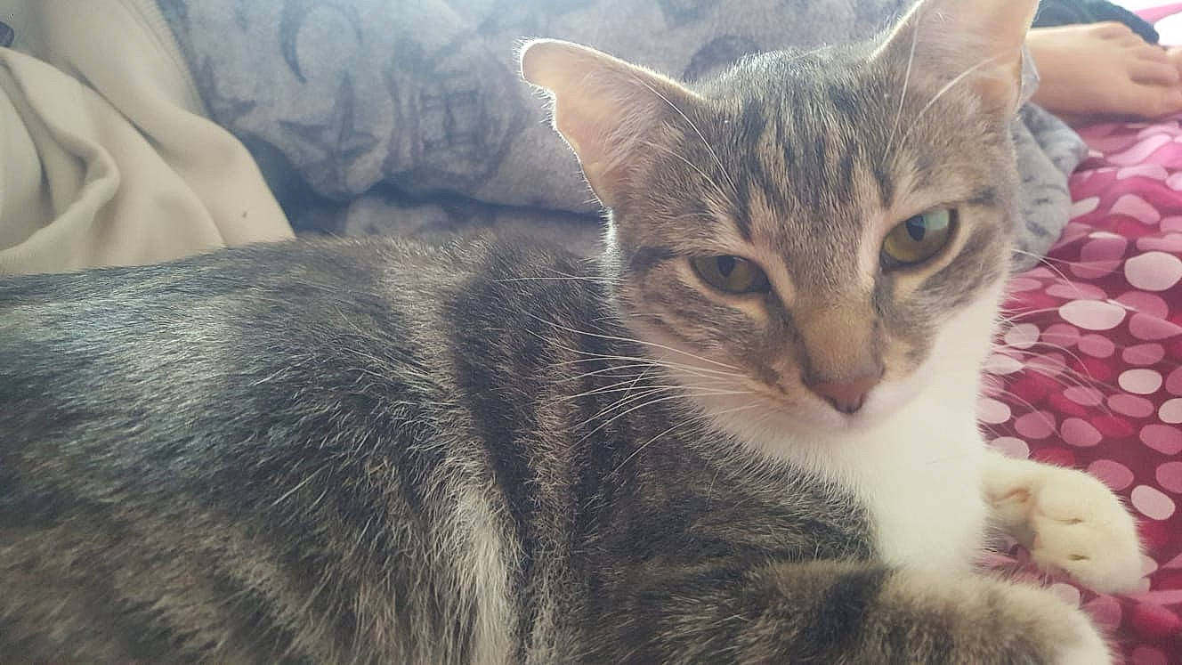 Pila participe au concours pour gagner de l'argent avec cette photo : aegean_cat, american_wirehair, arabian_mau, asian, australian_mist, carnivore, cat, domestic_short_haired_cat, dragon_li, european_shorthair, felidae, fur, kitten, mammal, oriental_longhair, singapura, small_to_medium_sized_cats, snout, tabby_cat, whiskers