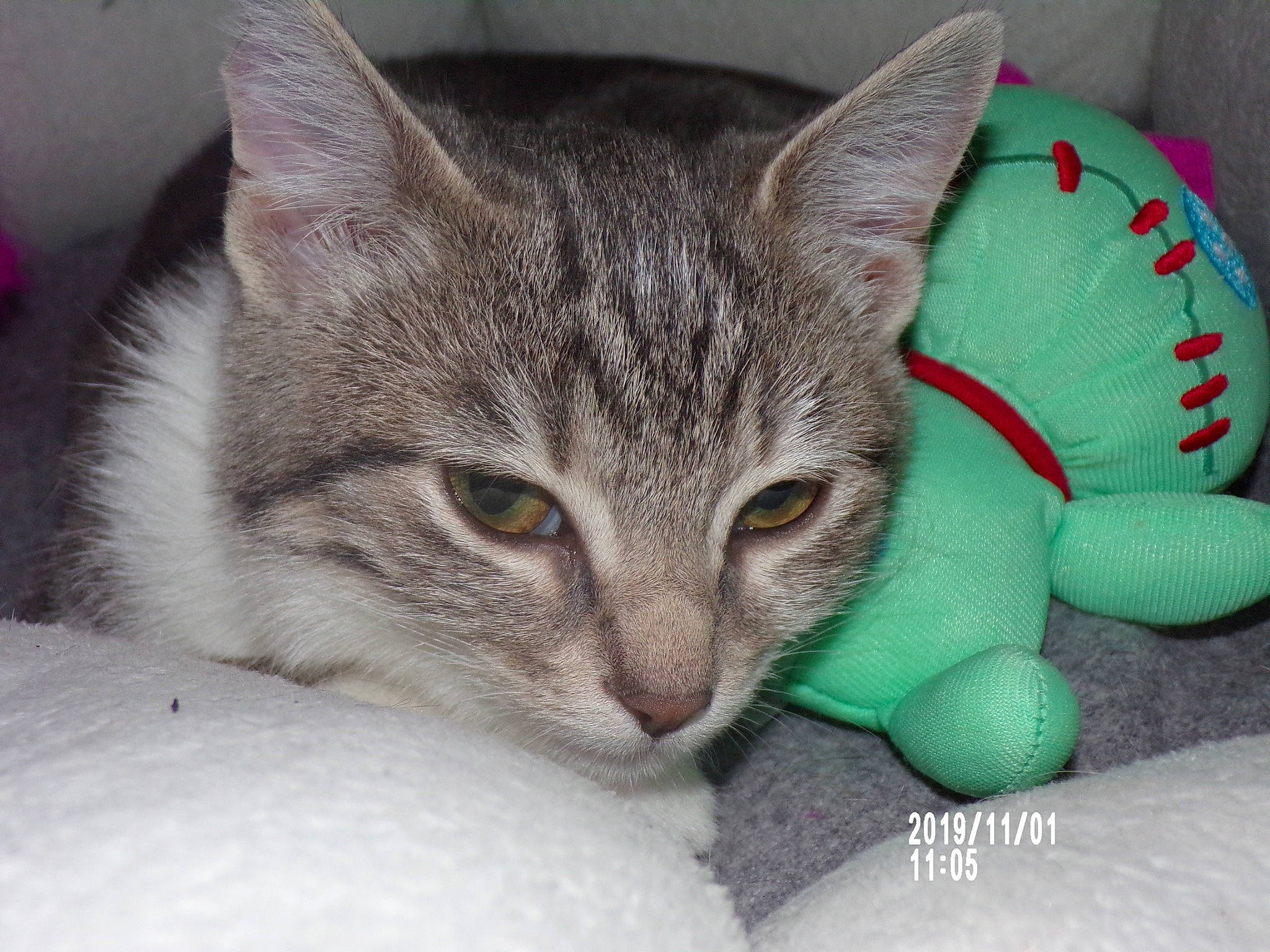 Pila a rejoint le concours — aidez-le/la à gagner de superbes lots ! aegean_cat, american_shorthair, american_wirehair, asian, australian_mist, burmilla, carnivore, cat, domestic_short_haired_cat, dragon_li, european_shorthair, eye, felidae, kitten, mammal, singapura, small_to_medium_sized_cats, tabby_cat, vertebrate, whiskers