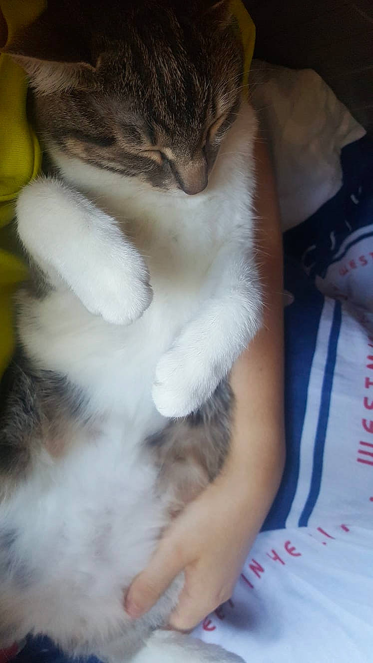 Pila participe au concours pour gagner de l'argent avec cette photo : carnivore, cat, claw, domestic_short_haired_cat, fawn, felidae, fur, norwegian_forest_cat, paw, polydactyl_cat, small_to_medium_sized_cats, tail, whiskers