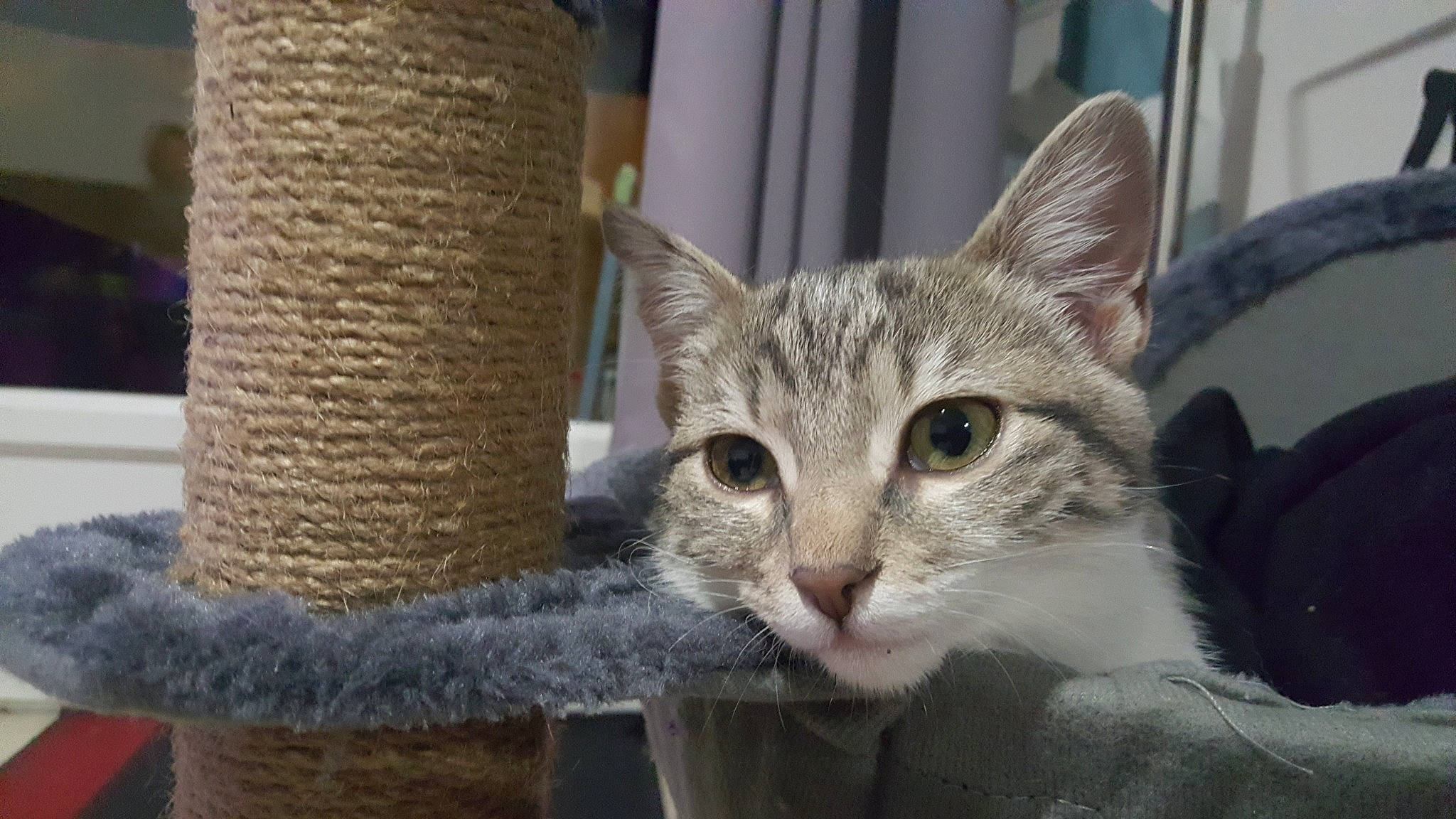 Pila participe au concours pour gagner de l'argent avec cette photo : aegean_cat, american_wirehair, asian, australian_mist, california_spangled, carnivore, cat, domestic_short_haired_cat, dragon_li, european_shorthair, fawn, felidae, kitten, mammal, ojos_azules, polydactyl_cat, small_to_medium_sized_cats, tabby_cat, vertebrate, whiskers