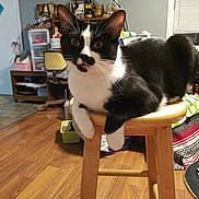 Mj is registered to the contest to win money with this photo: cat, black_and_white, stool, wooden_furniture, indoor, flooring, room, curious, alert, pet, domestic_animal, feline, household, lamp, shelf, chair, window, blanket, clutter, relaxed