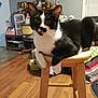 cat, black_and_white, stool, wooden_furniture, indoor, flooring, room, curious, alert, pet, domestic_animal, feline, household, lamp, shelf, chair, window, blanket, clutter, relaxed