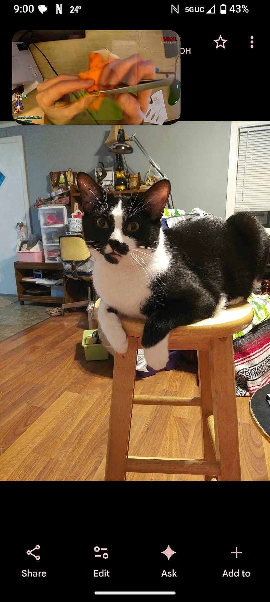 Mj is registered to the contest to win money with this photo: cat, black_and_white, stool, wooden_furniture, indoor, flooring, room, curious, alert, pet, domestic_animal, feline, household, lamp, shelf, chair, window, blanket, clutter, relaxed