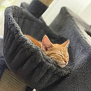 Sora is registered to the contest to win money with this photo: cat, kitten, sleeping, nap, cat_tree, plush, gray, orange_cat, indoor, pet, feline, cozy, relaxed, fur, animal, resting, household, cute, comfort, soft