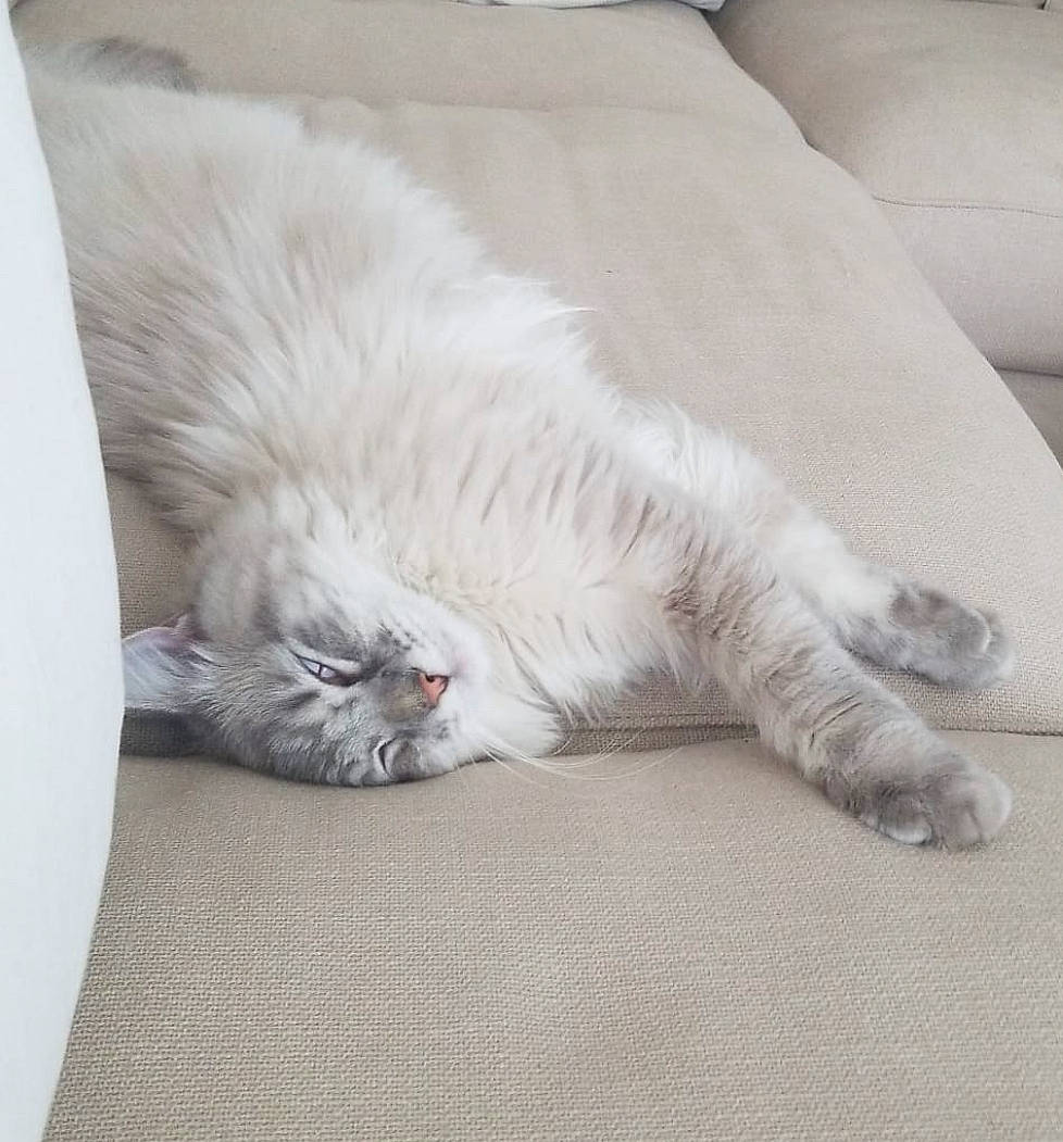 Cailloux a rejoint le concours — aidez-le/la à gagner de superbes lots ! bedding, carnivore, cat, claw, comfort, couch, domestic_short_haired_cat, fawn, felidae, flooring, fur, grey, linens, nap, paw, sleep, small_to_medium_sized_cats, snout, tail, whiskers