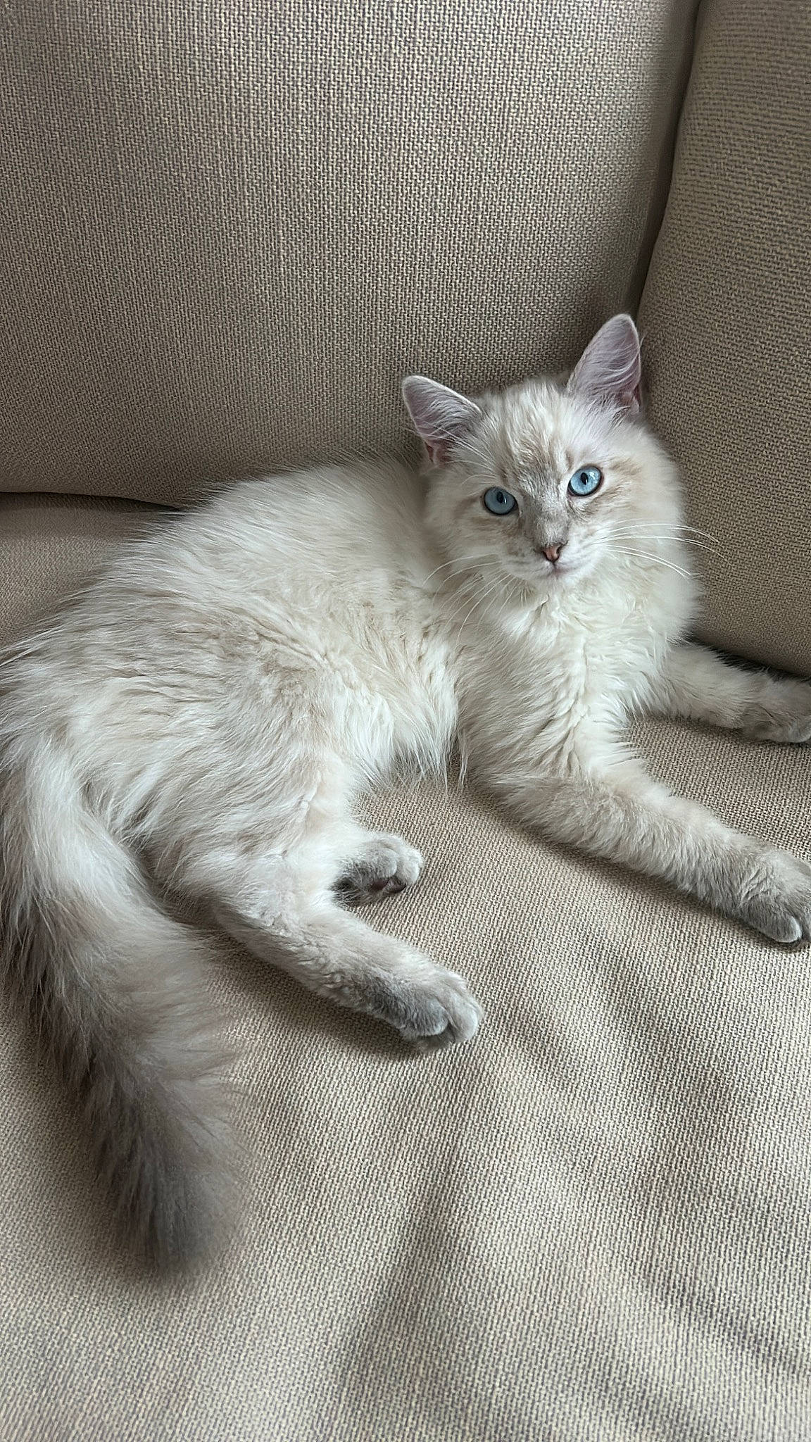 Cailloux a rejoint le concours — aidez-le/la à gagner de superbes lots ! carnivore, cat, claw, comfort, domestic_short_haired_cat, fawn, felidae, fur, grey, paw, small_to_medium_sized_cats, snout, tail, terrestrial_animal, whiskers, window