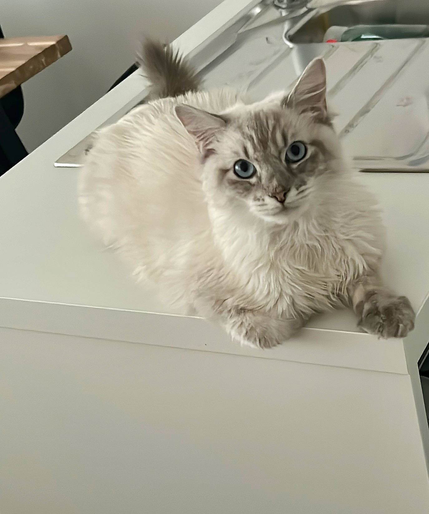 Cailloux participe au concours pour gagner de l'argent avec cette photo : box, british_longhair, cardboard, carnivore, cat, claw, domestic_short_haired_cat, felidae, flooring, fur, hardwood, paw, ragdoll, small_to_medium_sized_cats, snout, table, tail, tire, whiskers, window