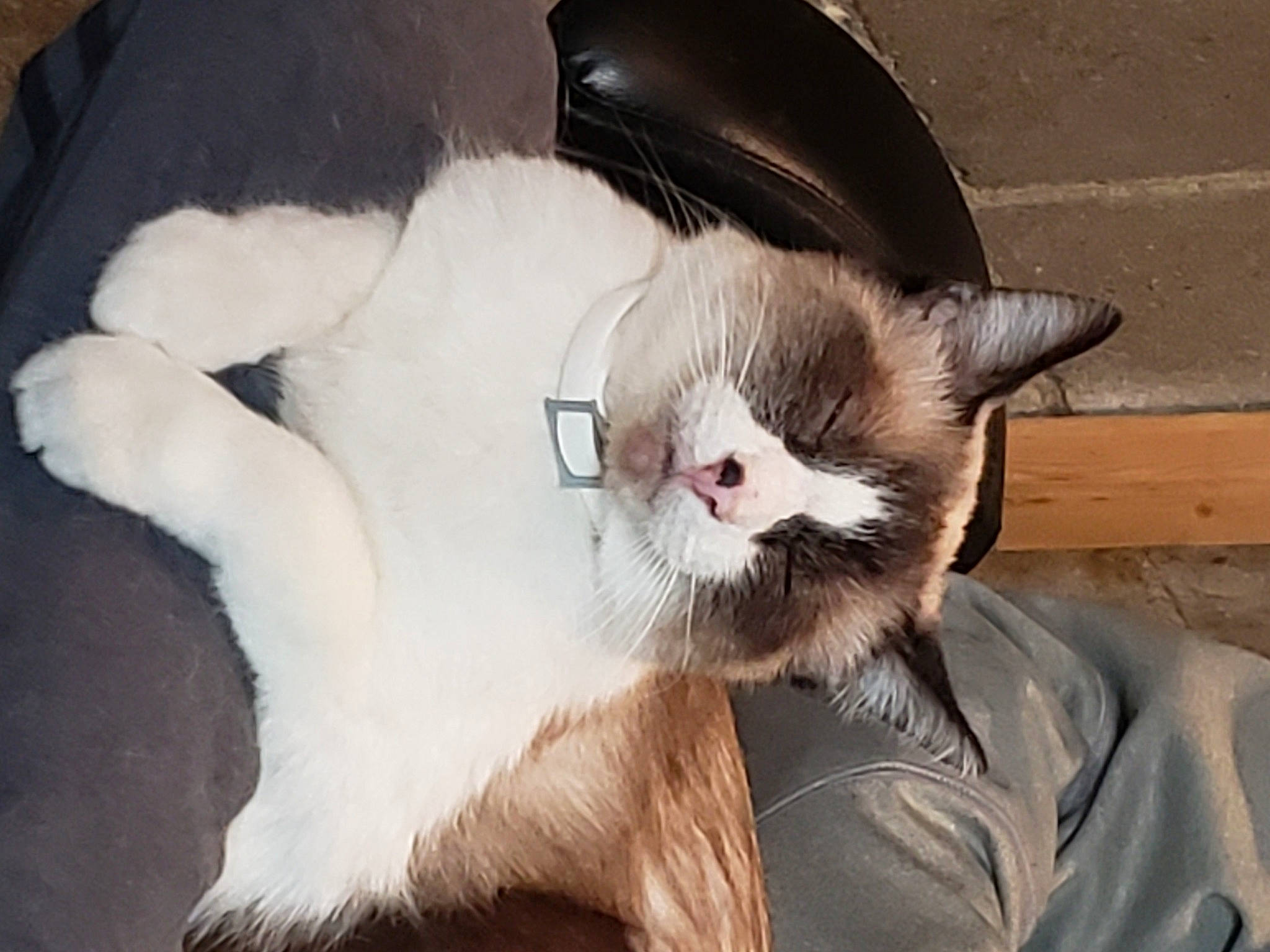 Lucifer is registered to the contest to win money with this photo: carnivore, cat, cat_supply, claw, comfort, domestic_short_haired_cat, fang, fawn, felidae, fur, nap, paw, sitting, small_to_medium_sized_cats, snout, tail, whiskers