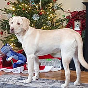 Layla joined the competition — help win amazing prizes! dog, labrador, christmas_tree, holiday, presents, plush_toy, toy_frog, stocking, decorations, lights, indoor, floor, rug, wooden_floor, festive, pet, animal, standing, holiday_decor, cozy
