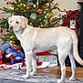 dog, labrador, christmas_tree, holiday, presents, plush_toy, toy_frog, stocking, decorations, lights, indoor, floor, rug, wooden_floor, festive, pet, animal, standing, holiday_decor, cozy