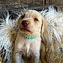 Layla is registered to the contest to win money with this photo: puppy, dog, basket, collar, beads, white_blanket, shaggy_blanket, cute, pet, animal, fur, young_dog, indoor, brick_wall, curious, sitting, closeup, adorable, light_fur, portrait