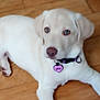 Layla is registered to the contest to win money with this photo: dog, puppy, collar, tag, blue_eyes, floor, wooden_floor, pet, animal, lying_down, indoor, cute, young_dog, light_fur, canine, pet_accessory, heart_shaped_tag, layla_tag, domestic_animal, furniture_floor