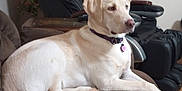 Layla joined the competition — help win amazing prizes! dog, labrador, couch, indoor, pet, relaxed, furniture, collar, tag, brown, cream, canine, domestic_animal, resting, side_view, living_room, household, comfort, animal, seated